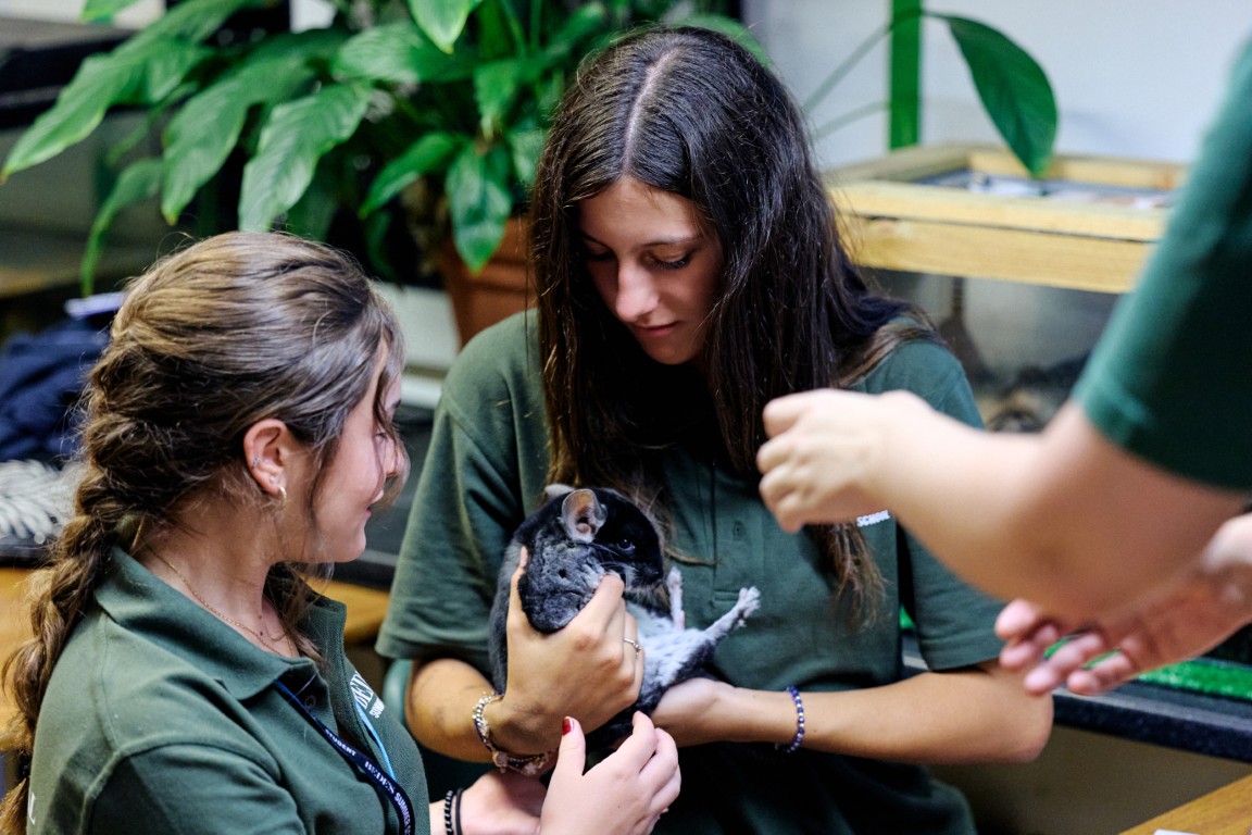 BEDES SUMMER ZOOLOGY – 183 (Mediana)