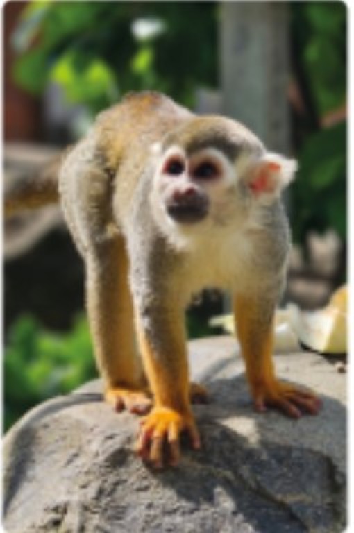 Mono bede´s (Mediana)